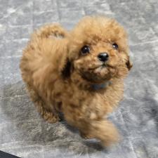 ♀︎トイプードル