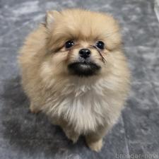 ♀︎ポメラニアン