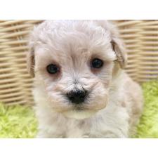 ♀︎マルプー:マルチーズ×トイプードル