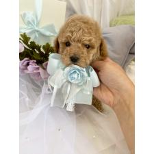 ♀︎タイニープードル