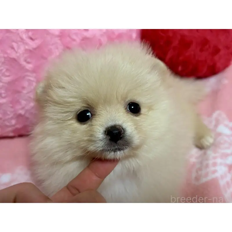 販売中の新潟県のポメラニアン-451611の12枚目