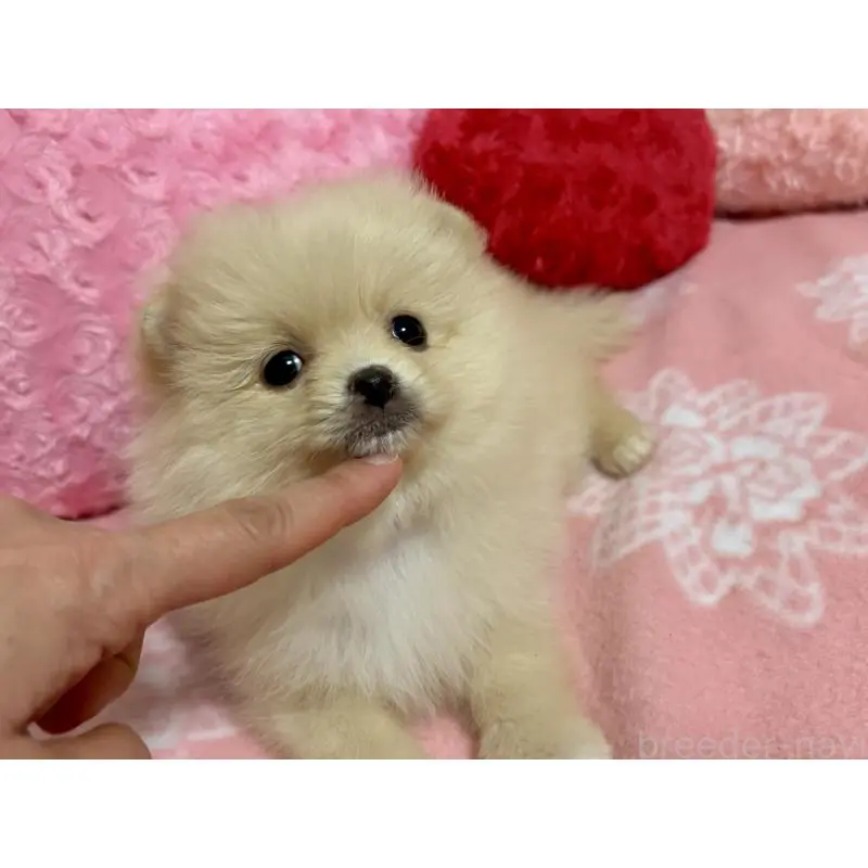 販売中の新潟県のポメラニアン-451611の11枚目