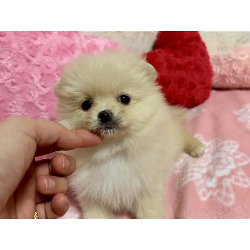 販売中の新潟県のポメラニアン-451611の10枚目