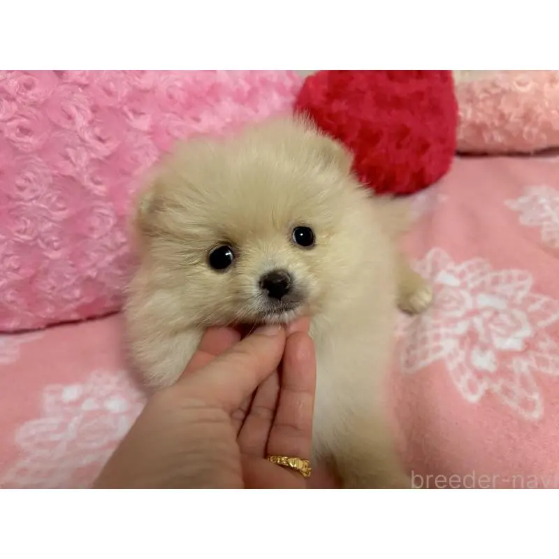 販売中の新潟県のポメラニアン-451611の9枚目