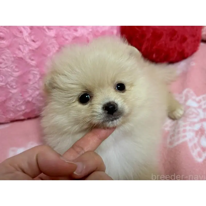 販売中の新潟県のポメラニアン-451611の8枚目