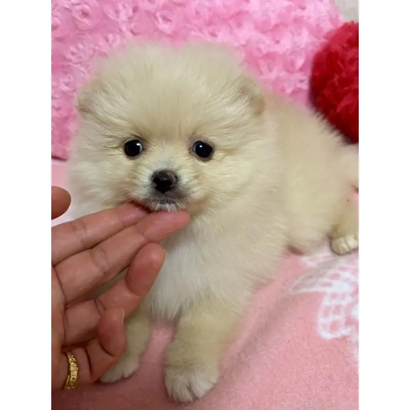 販売中の新潟県のポメラニアン-451611の7枚目