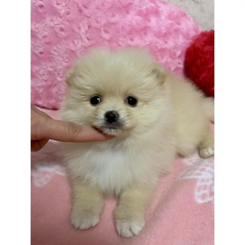 販売中の新潟県のポメラニアン-451611の6枚目