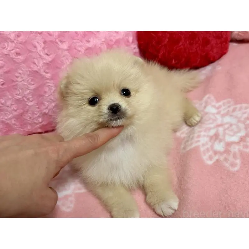 販売中の新潟県のポメラニアン-451611の5枚目