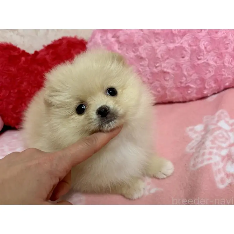 販売中の新潟県のポメラニアン-451611の3枚目