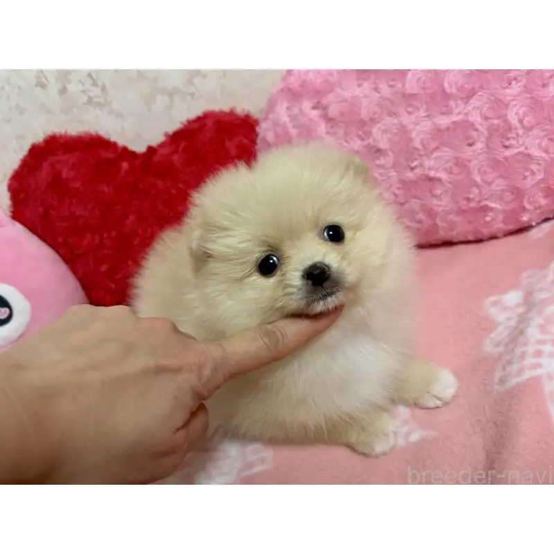 販売中の新潟県のポメラニアン-451611の2枚目