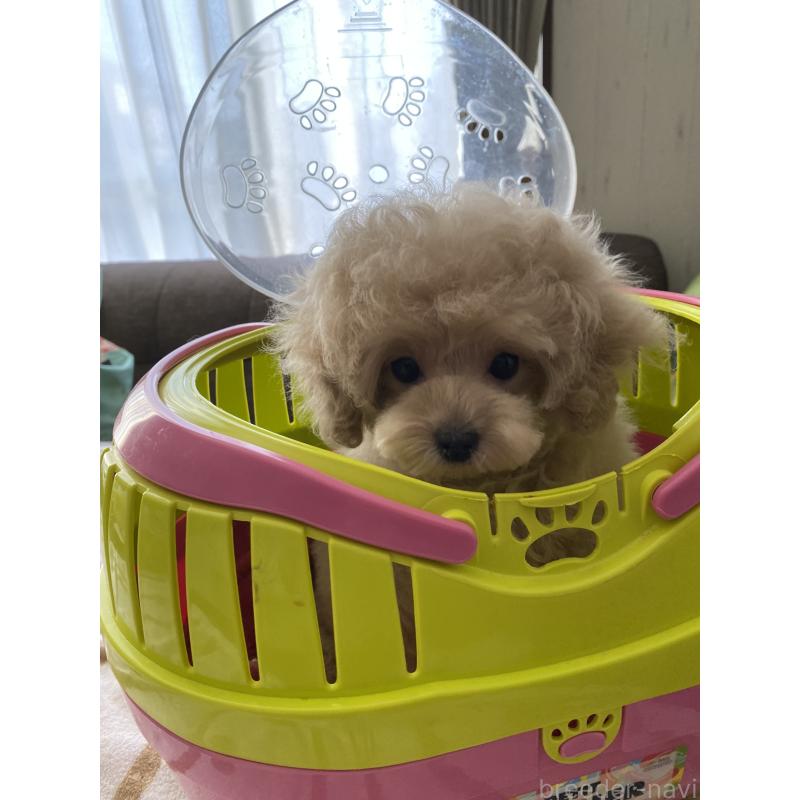 販売中の愛知県のタイニープードル-446691の6枚目