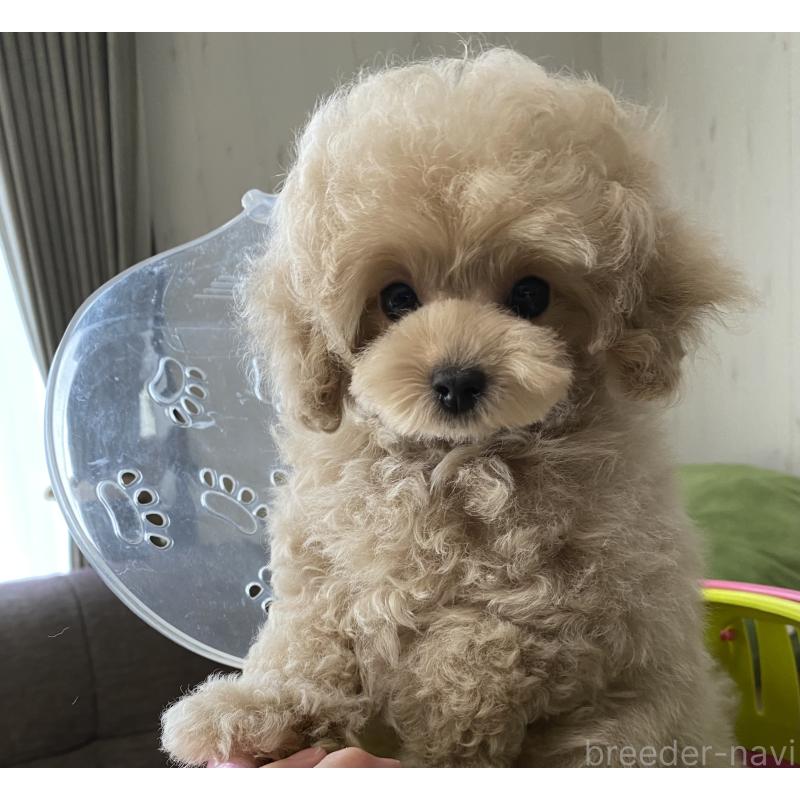 販売中の愛知県のタイニープードル-446691の5枚目