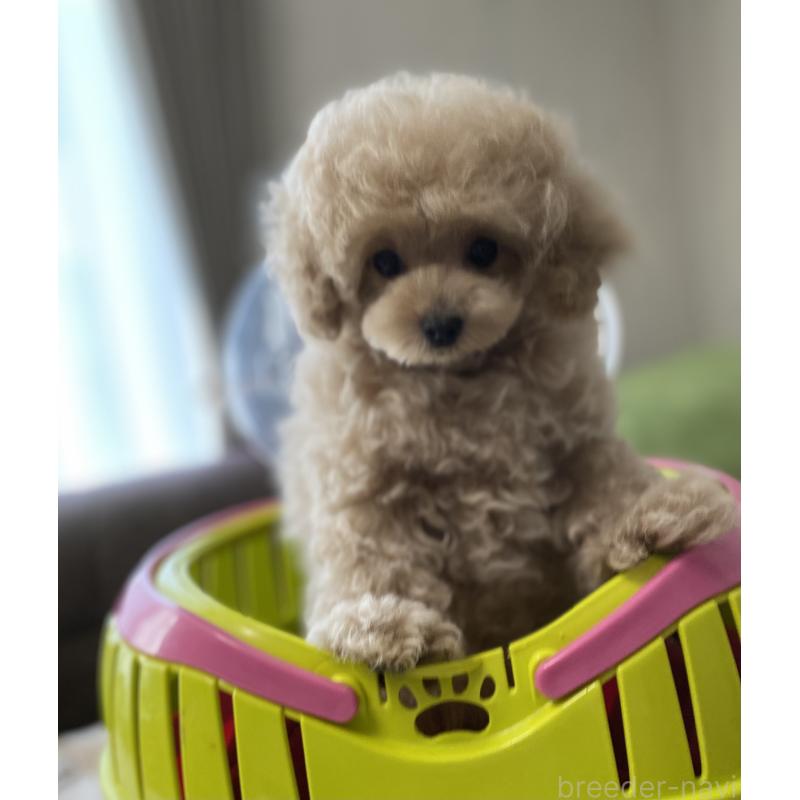 販売中の愛知県のタイニープードル-446691の4枚目