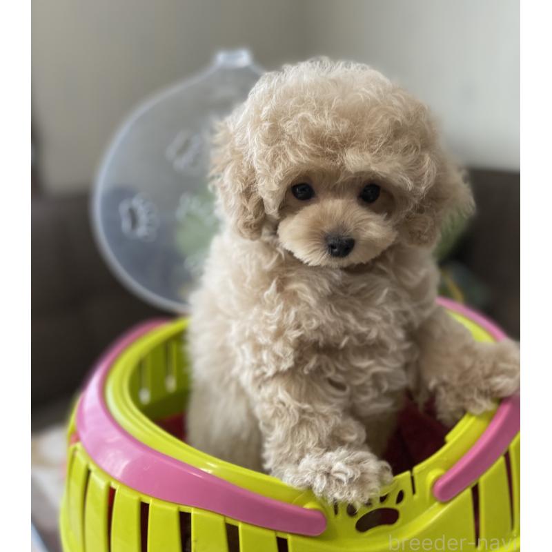 販売中の愛知県のタイニープードル-446691の3枚目