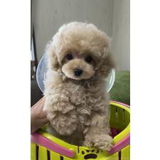 ♀︎タイニープードル