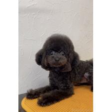 ♀︎ティーカッププードル