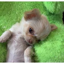 ♀︎チワワ(ロングコート)