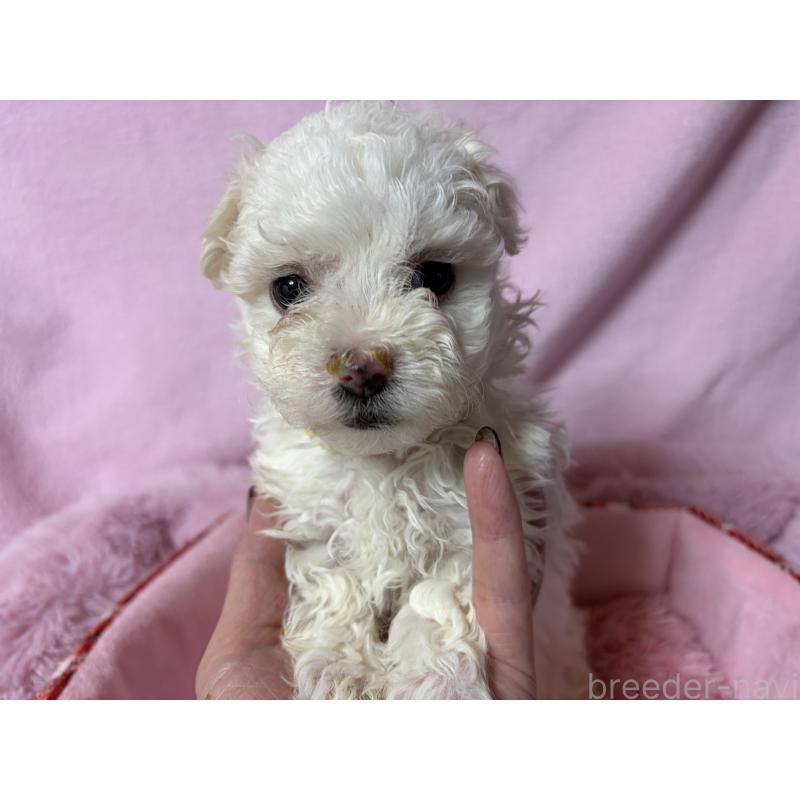 販売中の長野県のボロニーズ-447211