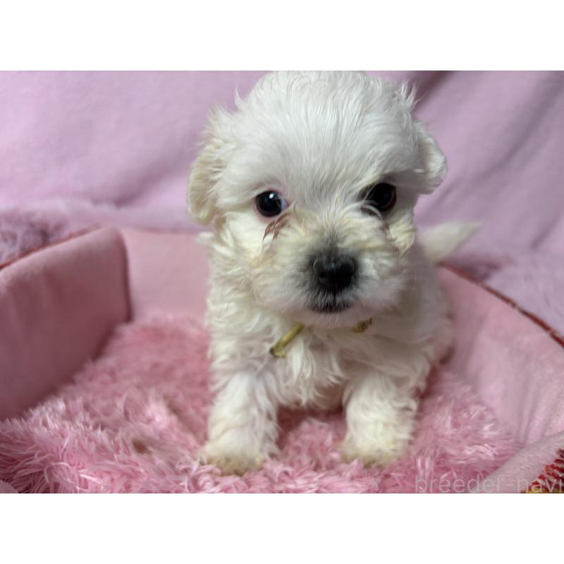 成約済の長野県のボロニーズ-447218の5枚目