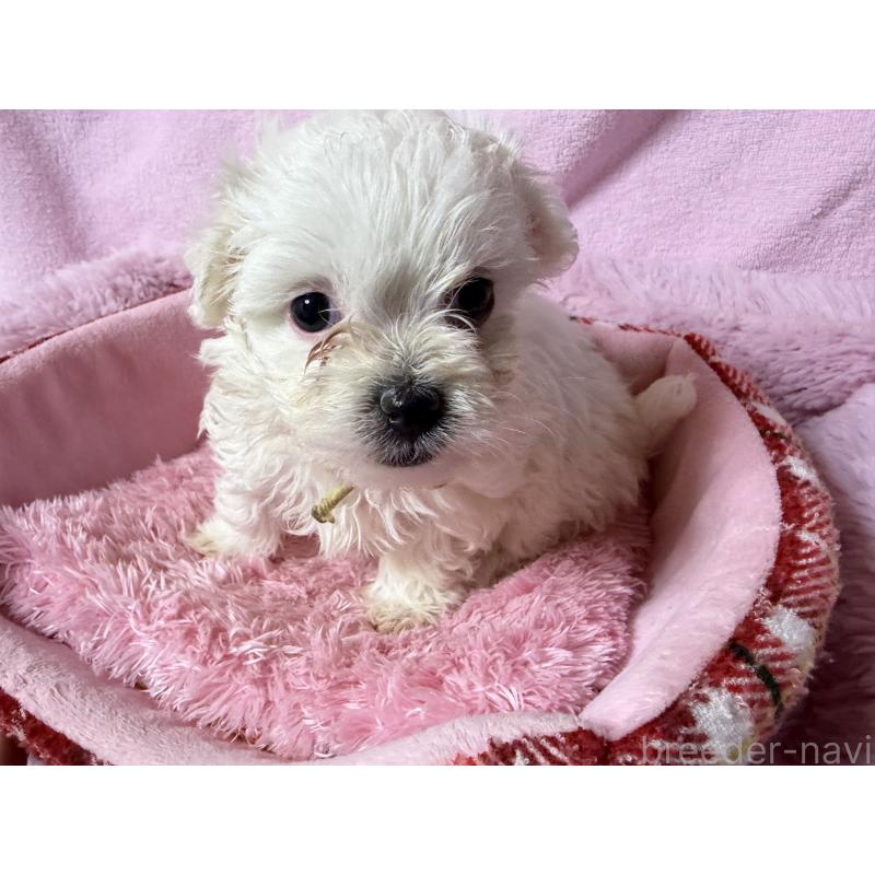 成約済の長野県のボロニーズ-447218の4枚目