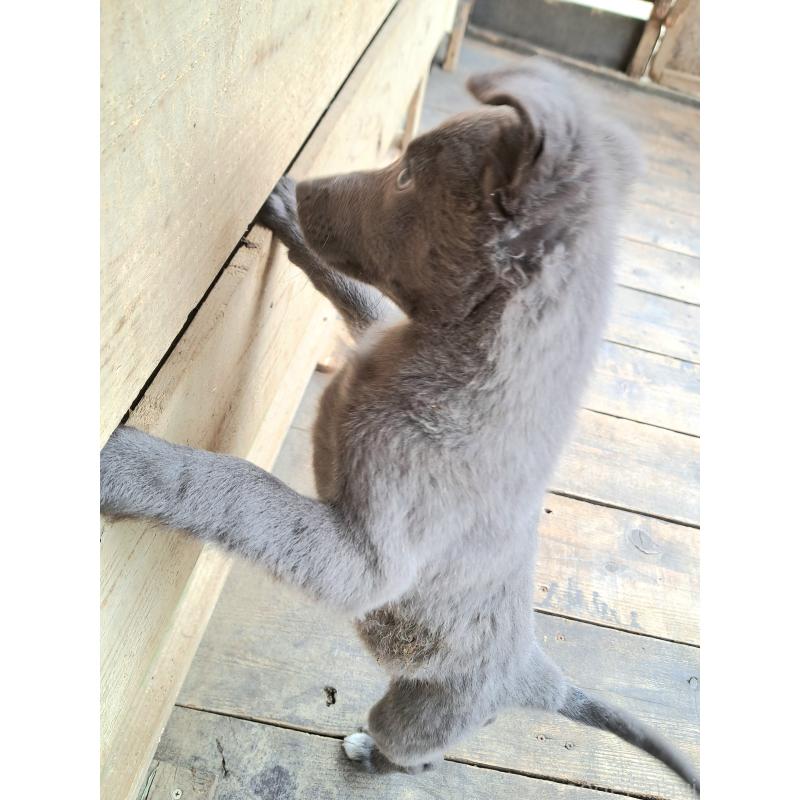 販売中の千葉県のミックス犬-445448の15枚目