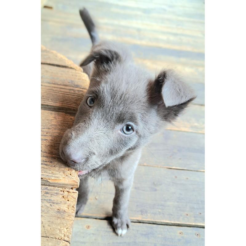 販売中の千葉県のミックス犬-445448の13枚目