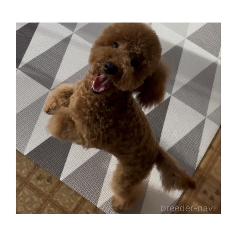 販売中の神奈川県のトイプードル-421353の8枚目