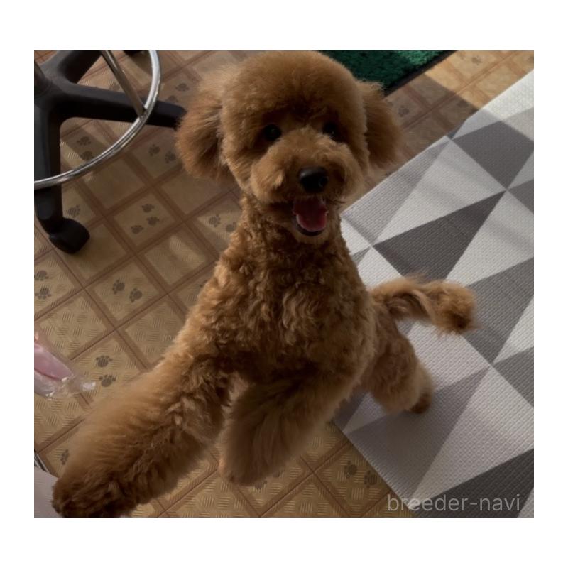 販売中の神奈川県のトイプードル-421353の7枚目