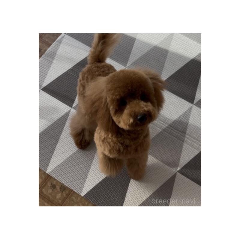 販売中の神奈川県のトイプードル-421353の6枚目