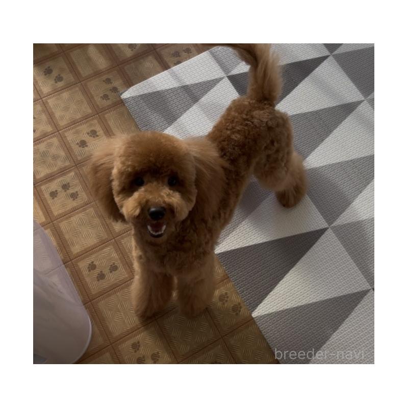 販売中の神奈川県のトイプードル-421353の5枚目