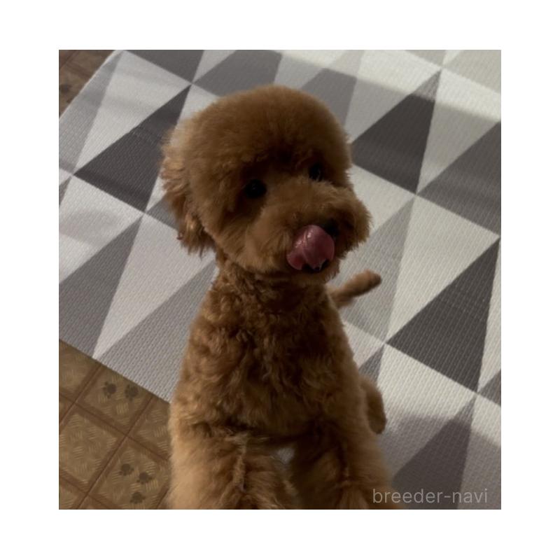 販売中の神奈川県のトイプードル-421353の3枚目
