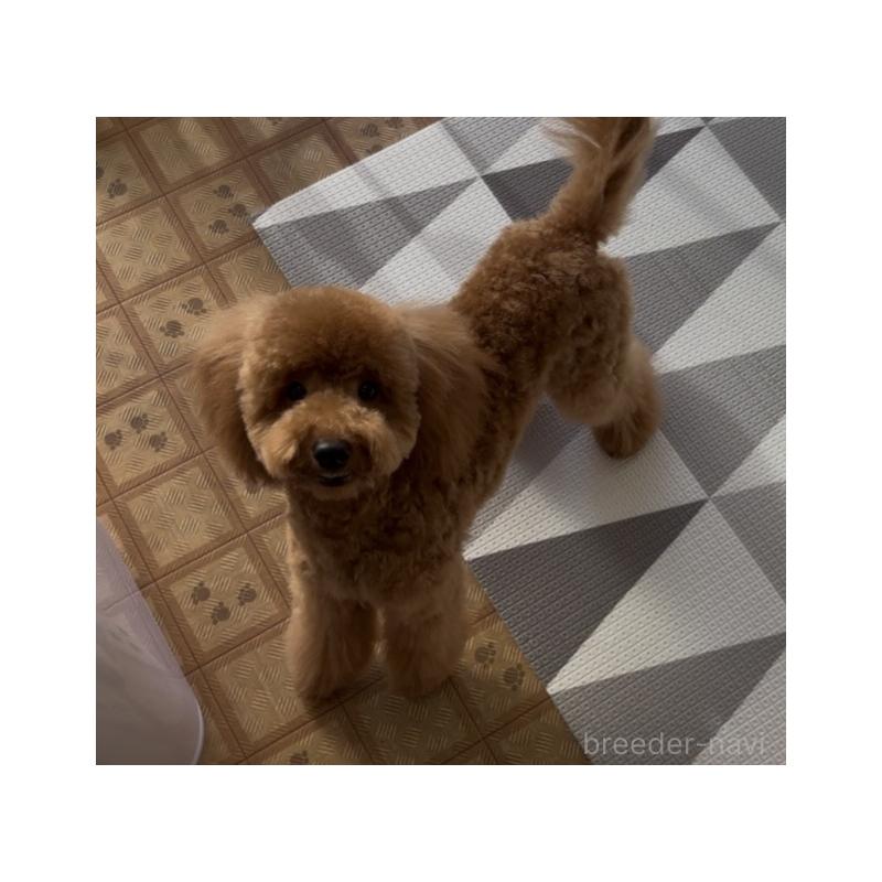 販売中の神奈川県のトイプードル-421353の2枚目