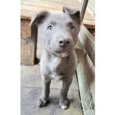 ♀︎ミックス犬