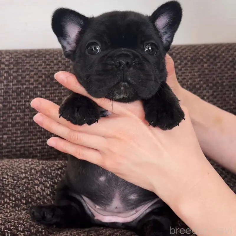 販売中の佐賀県のフレンチブルドッグ-451613の7枚目