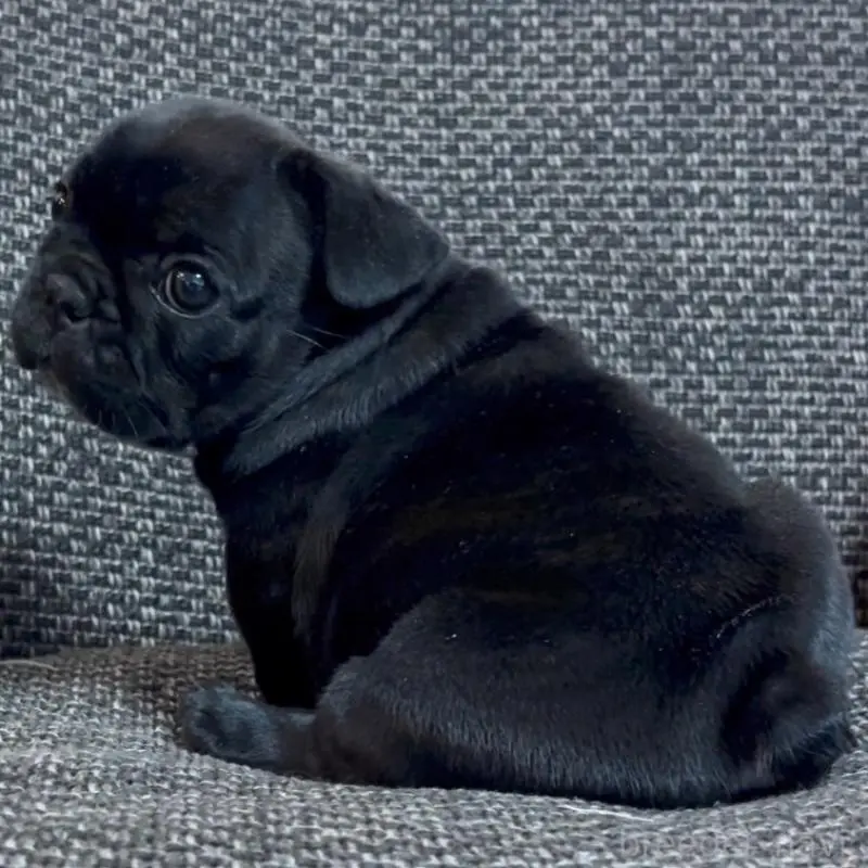 販売中の佐賀県のフレンチブルドッグ-451613の3枚目