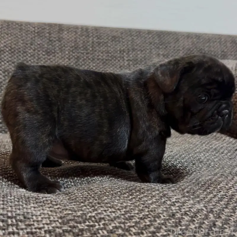 販売中の佐賀県のフレンチブルドッグ-451614の5枚目