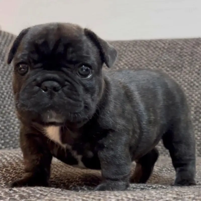 販売中の佐賀県のフレンチブルドッグ-451614の4枚目