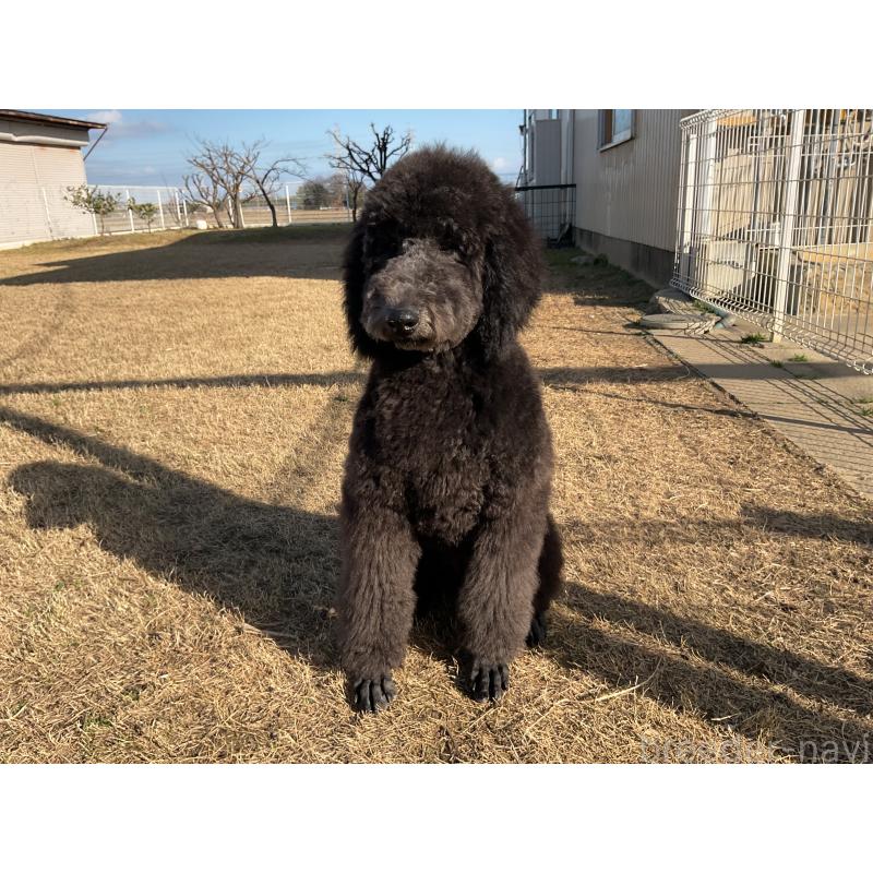 成約済の三重県のスタンダードプードル-416602の4枚目