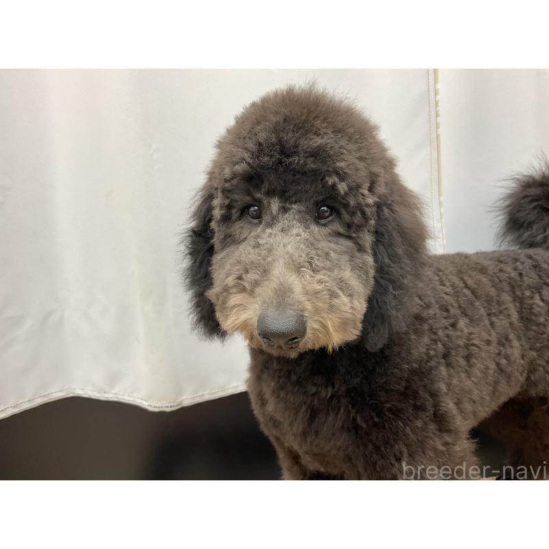 成約済の三重県のスタンダードプードル-416602の3枚目