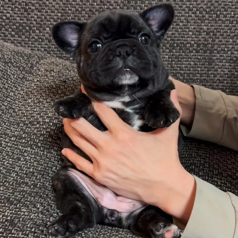 販売中の佐賀県のフレンチブルドッグ-451614の2枚目