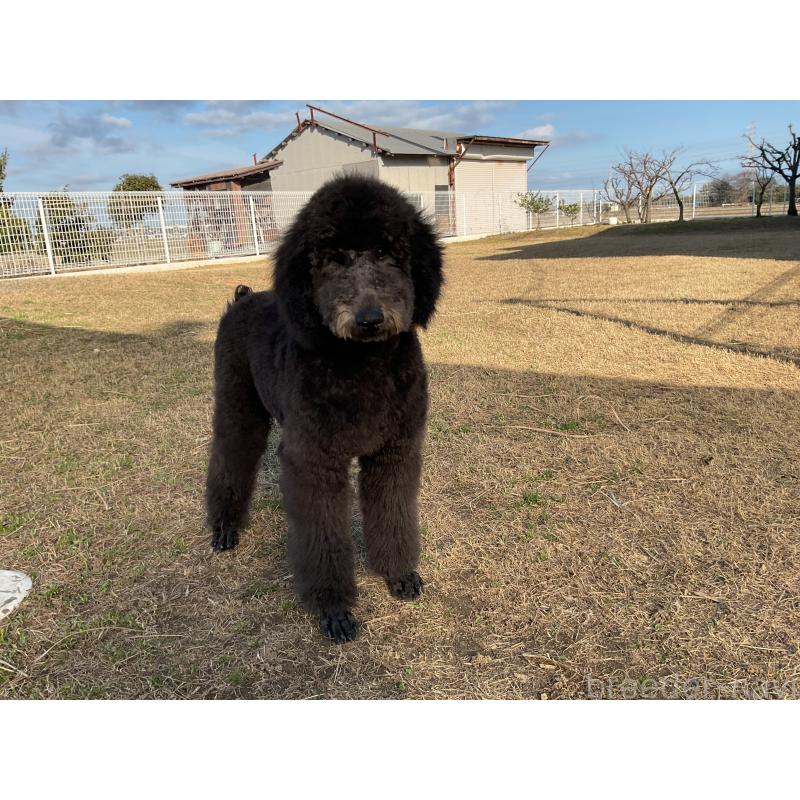 成約済の三重県のスタンダードプードル-416602の2枚目