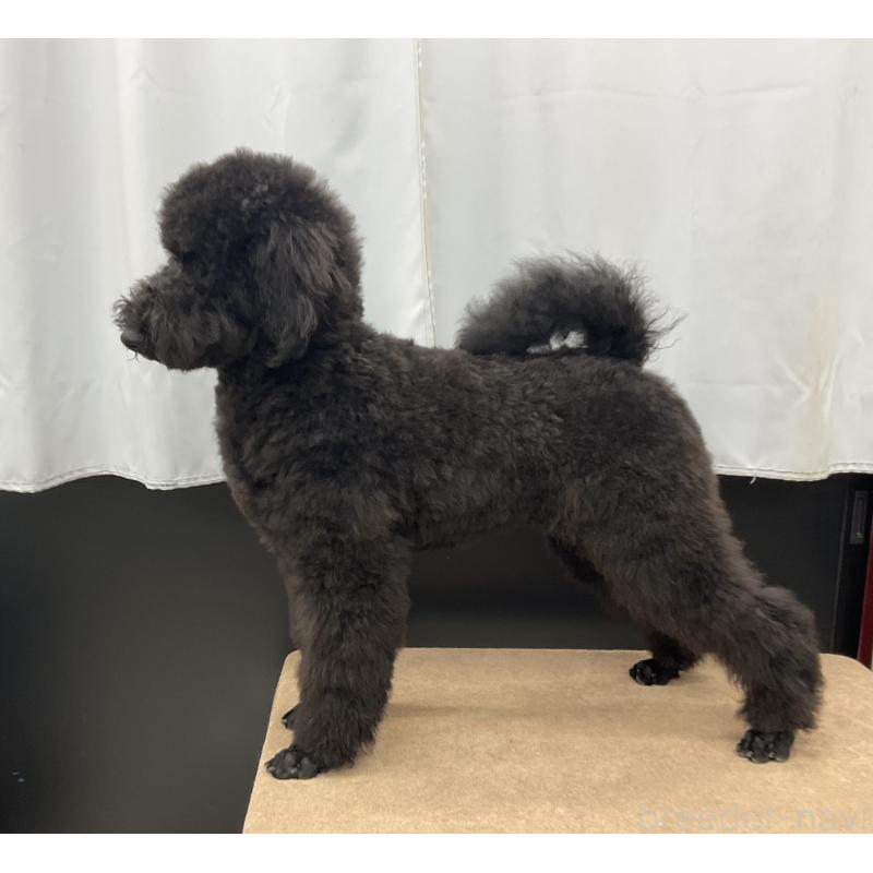 成約済の三重県のスタンダードプードル-416604の3枚目