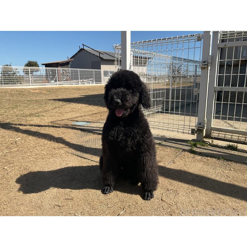 成約済の三重県のスタンダードプードル-416604の2枚目