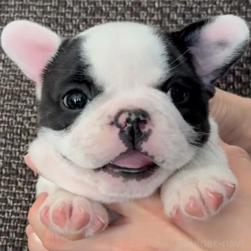 販売中の佐賀県のフレンチブルドッグ-451619の7枚目