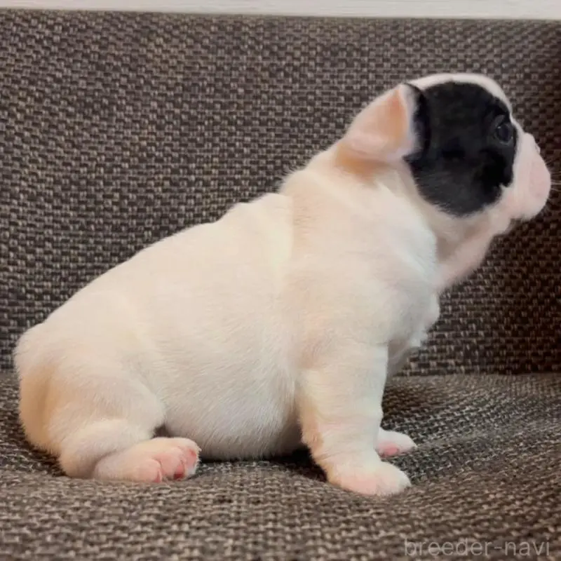 販売中の佐賀県のフレンチブルドッグ-451619の6枚目