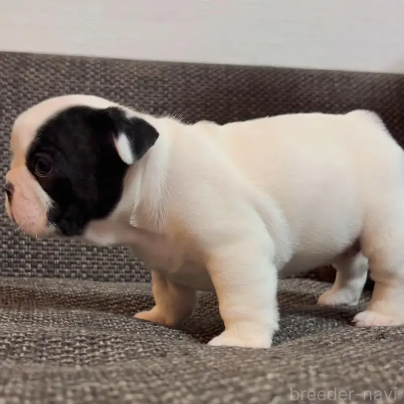 販売中の佐賀県のフレンチブルドッグ-451619の5枚目