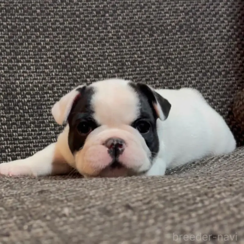 販売中の佐賀県のフレンチブルドッグ-451619の4枚目