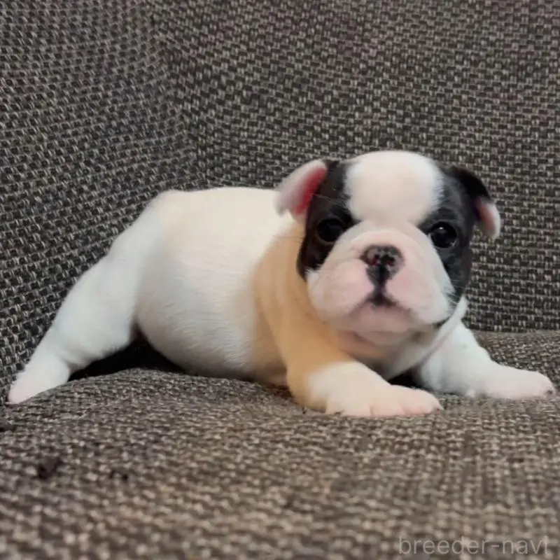 販売中の佐賀県のフレンチブルドッグ-451619の3枚目