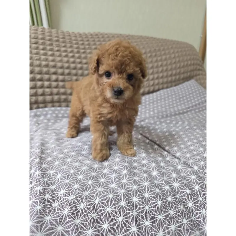 販売中の埼玉県のタイニープードル-451616の9枚目