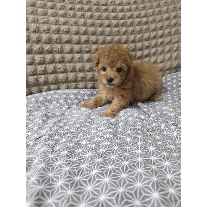 販売中の埼玉県のタイニープードル-451616の8枚目